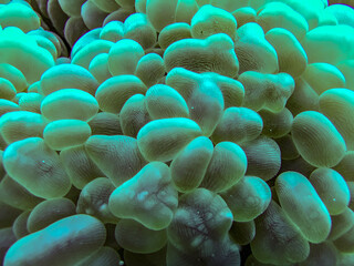 coral reef with coral
