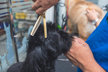 A pet groomer uses a pair of thinning shears to trim the hear fur of a pure black shih tzu. At a...