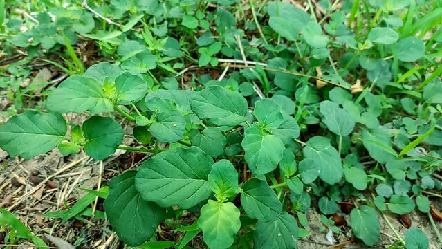 Beautiful Shot Of Punarnava Flower Ayurvedic Medicine Plant
