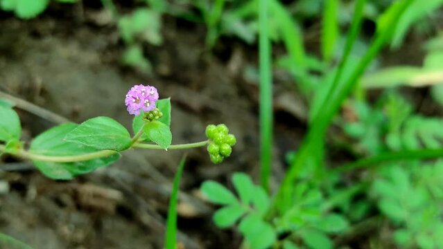 Beautiful Shot Of Punarnava Ayurvedic Medicine Plants Flowers