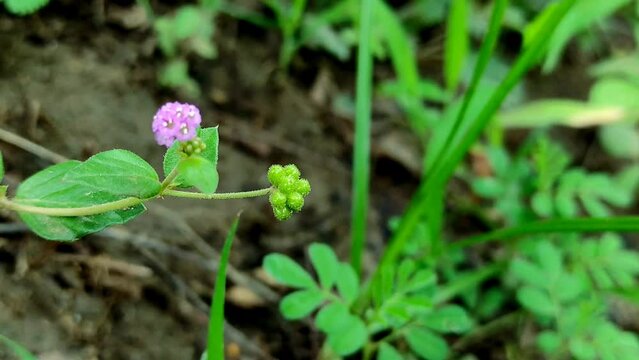Beautiful Shot Of Punarnava Ayurvedic Medicine Plants Flowers