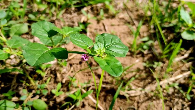 Beautiful Shot Of Punarnava Ayurvedic Medicine Plants Flowers