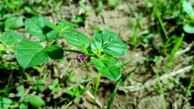 Beautiful Shot Of Punarnava Ayurvedic Medicine Plants Flowers