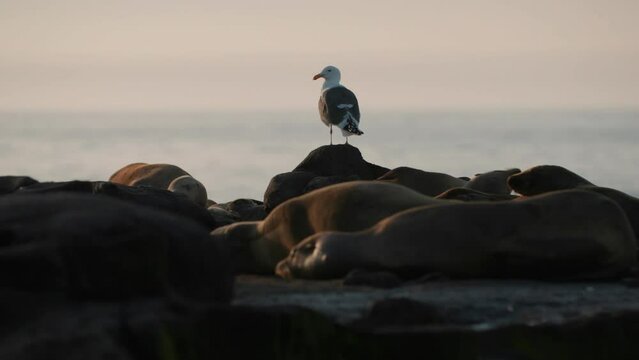 Selective focus shot of a Sea Gull on a rock near ocean with sea lions. Southern California.