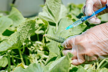 DNA experiment with vegetables, gmo vaccine for cucumbers. Close-up of gloved scientist's hand injecting growth vaccine into small cucumber in garden - obrazy, fototapety, plakaty