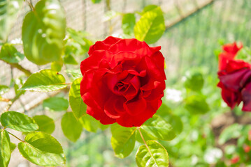 A red rose flower on a summer day