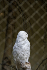 Schneeeule im Zoo Vivarium Darmstadt