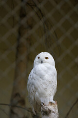 Obraz premium Schneeeule im Zoo Vivarium Darmstadt