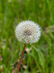 dandelion in the grass