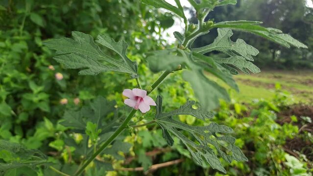 Footage of a Caesarwood flower (Urena lobata) in the garden