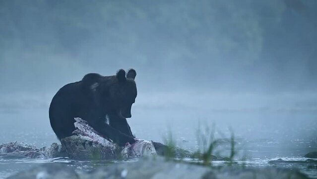 Brown Bear (Ursus arctos) by the remains of a killed deer. Bieszczady, Carpathians, Poland