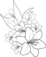 illustration of a lily coloring page