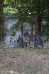 Kangaroos im Zoo Vivarium Darmstadt