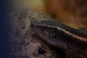 Eidechse Zoo Vivarium Darmstadt