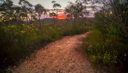 Naklejka premium Australian wildflowers