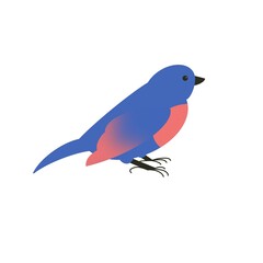 handdrawn bird isolated exotic colourfull