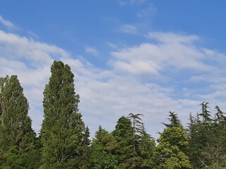 trees against blue sky