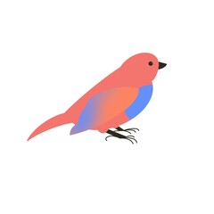 handdrawn bird isolated exotic colourfull