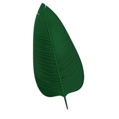 palm leaf isolated handdrawn exotic leaves