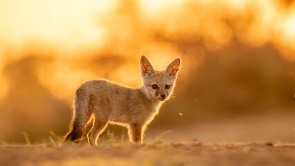 Selective focus shot of cute Fennec fox in the desert on blurry background of golden sunset
