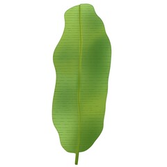palm leaf isolated handdrawn exotic leaves