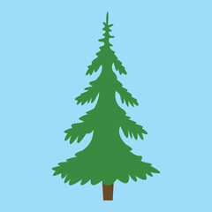 spruce on a blue background