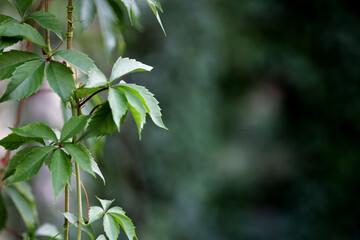 A vine branch on a green background.