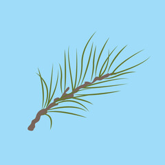 Pine branch, pine needles, coniferous branch