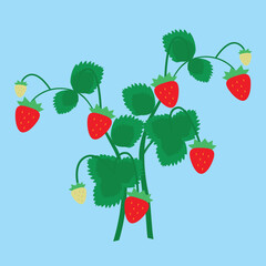 strawberry bush on a blue background