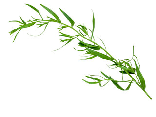 Tarragon isolated on a white background, top view, clipping path