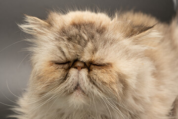 Beautiful older Persian cat on a dark background