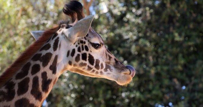 Slow motion of a giraffe sticking out its tongue on background of green trees