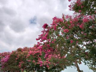 百日紅 crape myrtle