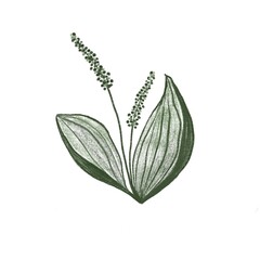 Large plantain plant and leaves. Plantago major. Cosmetic and medical plant. 