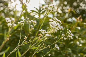 Wild flowers in a meadow on a sunny morning.