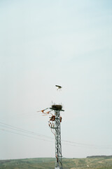 Cigüeña aterrizando en su nido sobre torre eléctrica