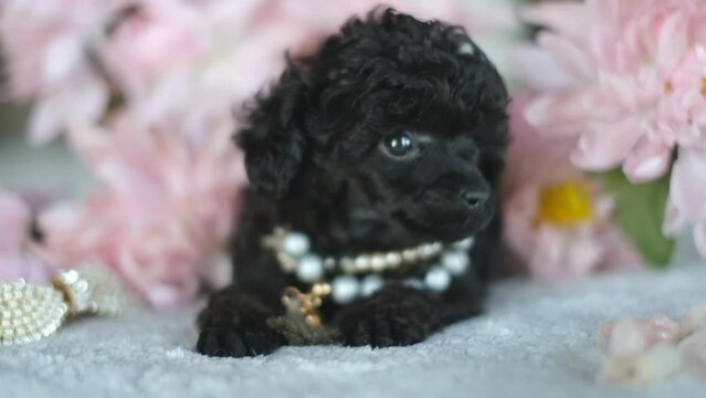 A small black poodle puppy sits on a bed in flowers. A gift for a girl is a black poodle puppy. Love for dogs.