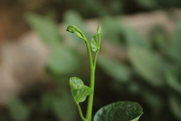New born plant make a green, after rain, in a desert