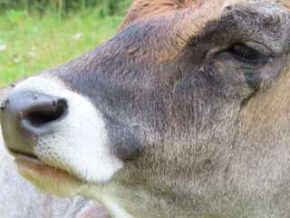 Fototapeta premium val di fassa