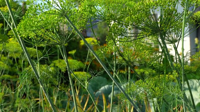 Slow vertical slide shot of a green dill bush. Slow dollie dill in the kitchen garden.