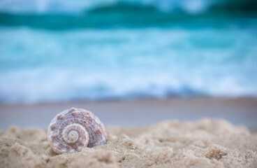 Big sea shell on the sand on the beach with blur big sea wave in background, close up