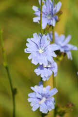 Closeup of common chicory flowers with water drops and green blurred background