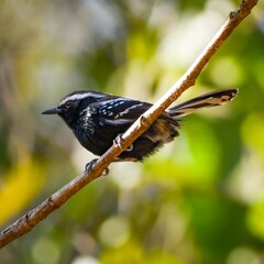 Serra Antwren (Formicivora serrana)