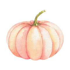 Watercolor fall pumpkin on white backdrop. Autumn harvest hand-painted illustration. Farm healthy food. Party decoration. Plant floral design