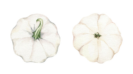 Two watercolor white pumpkins. Fall harvest clipart. Farm healthy food. Party decoration. Plant floral design. Hand painted illustration
