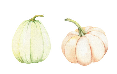 Two watercolor pumpkins on white backdrop. Fall harvest clipart. Farm healthy food. Party decoration. Plant floral design. Hand painted illustration