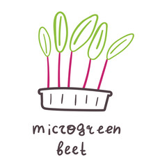 Hand drawn illustration. Microgreen beet. 