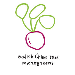 Radish China rose microgreens. Vector hand drawn illustration on white background.