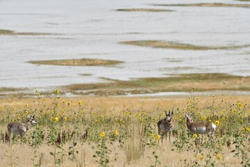 Antelope on Antelope Island