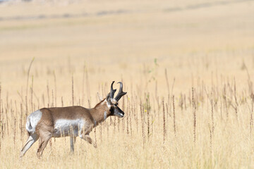 Antelope on Antelope Island